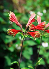 夏のガーデニング花