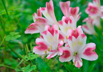 夏のガーデニング花