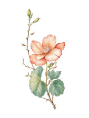 Watercolor Pink Flower Illustration PNG or JPG