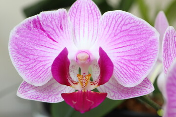 Obraz premium pink orchid flower