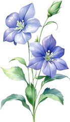 Fototapeta premium Watercolor painting of Balloon flower.