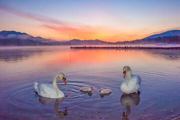 山中湖から白鳥の親子