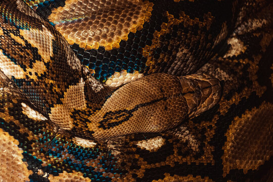 close up of python