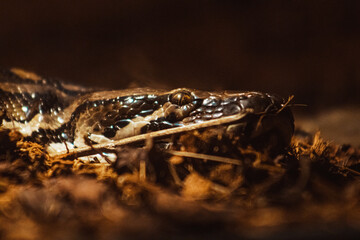 Snake close up