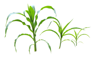close up fresh green corn tree isolated transparent background png