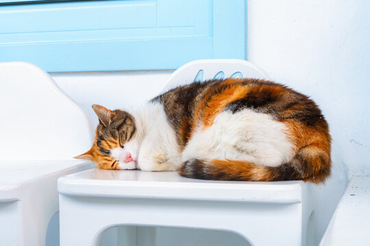 Cat sleeping on a chair at the Greek taverna