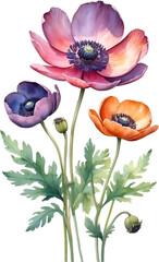 Watercolor painting of Anemone flower. 
