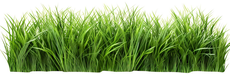 Obraz premium Grass isolated on transparent background. PNG