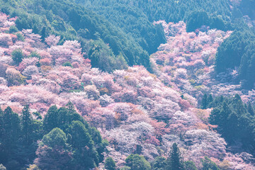 奈良県吉野山　満開の桜風景　
