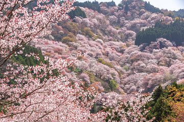 奈良県吉野山　満開の桜風景　
