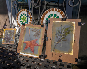 Exposing plant leaves on light sensitive Cyanotype coated paper to sunlight.