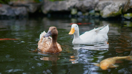 ducks swim in the pond, close-up