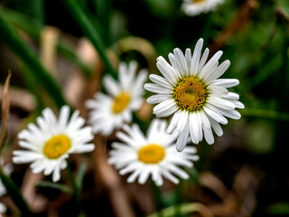 white chamomile flowers in the garden in the morning