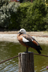 Cute specimen of Duck in New Zealand 5