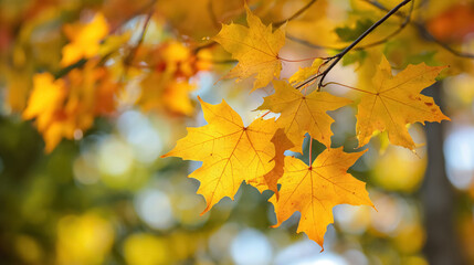 Golden autumn leaves on a branch.