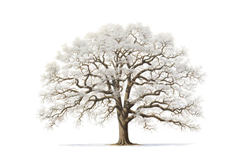 tree with snow - obrazy, fototapety, plakaty