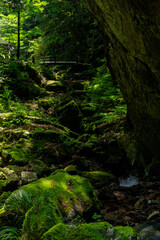 Fototapeta na wymiar 日本の自然（苔、川、滝）