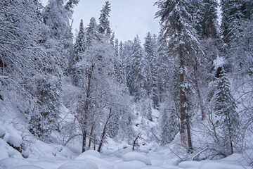 Obraz premium Footpath in winter taiga forest under heavy snow along Tevenek river on the bank of Teletskoe lake. Altai.