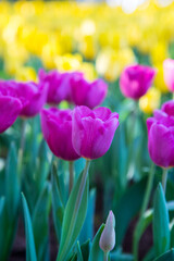 Endless rows of blooming pink tulips create a striking pattern in a dutch flower field