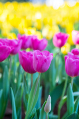 Endless rows of blooming pink tulips create a striking pattern in a dutch flower field