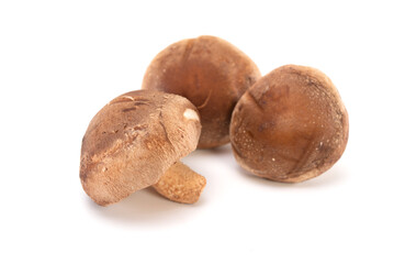 Fresh shiitake mushroom isolated on white background
