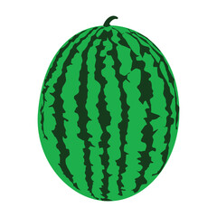 watermelon icon vector illustration design