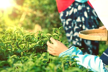 Woman hand plucking green tea tree picking bud young tender camellia sinensis leaves organic farm....