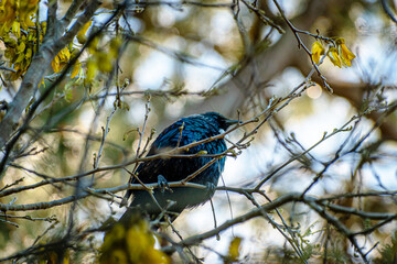 Tui
