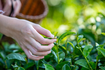 Woman hand plucking green tea tree picking bud young tender camellia sinensis leaves organic farm. Hand holding harvest plucking black green tea herbal agriculture. Woman work Black Tea farm harvest