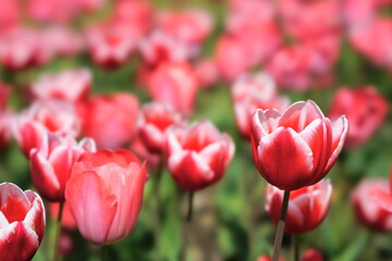 Fototapeta premium red tulips in the garden