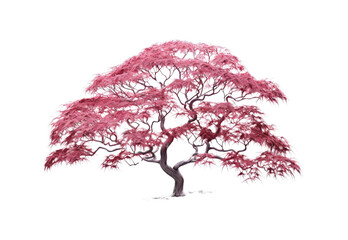 Obraz premium _Japanese_maple_in_winter