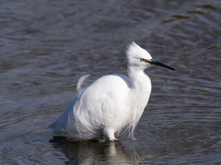 羽毛をなびかせるコサギ