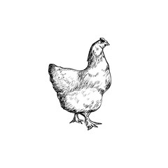 A drawing of a hen