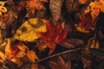 autumn leaves background