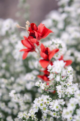red and white flowers decoration in wedding ceremony