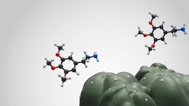 3D animation depicts a peyote cactus, Lophophora williamsii, and its key psychoactive component, the mescaline molecule.