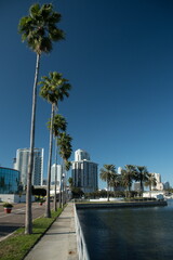 Row of tall palm trees at St Pete Pier