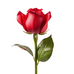 red rose on a transparent background