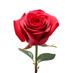 Naklejka premium red rose on a transparent background