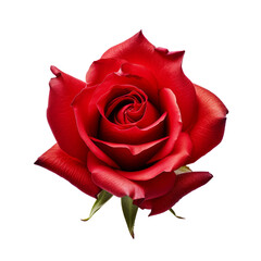 red rose on a transparent background