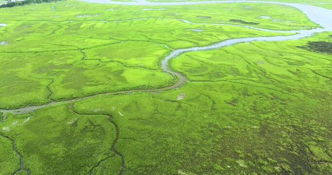 Everglades swamp with green vegetation between water inlets. Natural habitat of many tropical species in Florida wetlands