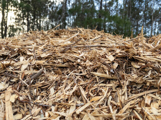 Closeup shot of a pile of maple wood chips in front of the woods on a cool evening 
