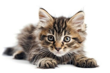 Fototapeta premium Playful cute tabby fluffy kitten is isolated on white background