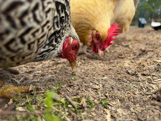 Closeup shot of a free range, Dark Brahma and a Buff Orpington, Chicken hen pecking the ground for...