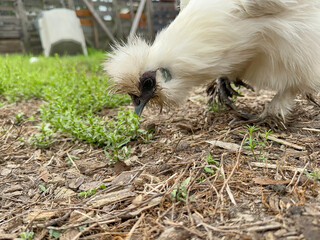 Small, white, bantam, Silkie Chicken Hen walking around on a homestead looking for food and bugs in...