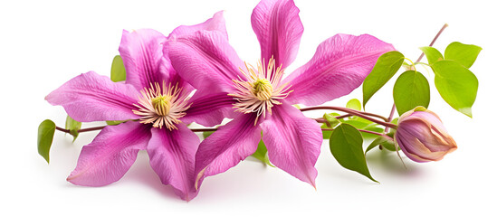 Clematis flower isolated on transparent background. Elegant Clematis Floral Design
