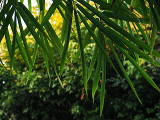 The shady green bamboo leaves in the garden give a feeling of calm.