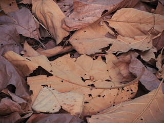 Close-up of dry leaves for a natural background