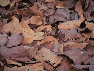 Close-up of dry leaves for a natural background