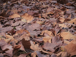 Close-up of dry leaves for a natural background